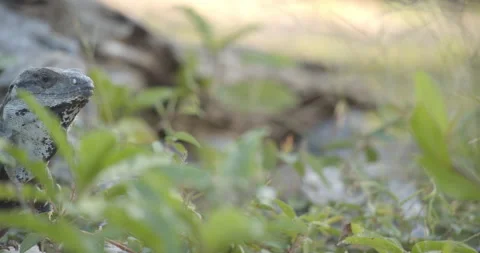 Close Up Gimbal Shot of Spiny Tailed Iguana Exotic Jungle Mexico Animal 스톡 동영상 146801328