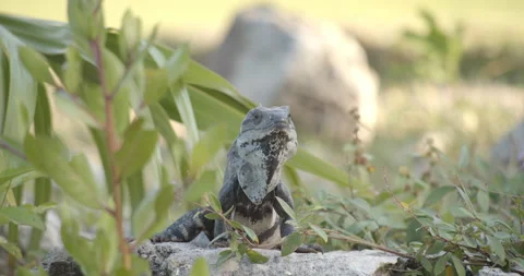 Close Up Gimbal Shot of Spiny Tailed Iguana Exotic Jungle Mexico Animal 動画素材 146801346