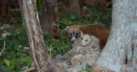 Close Up Gimbal Shot of White Nose Nosed Coati In Exotic Jungle Mexico Animal Видео 146802252