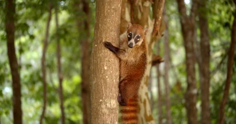 Close Up Gimbal Shot of White Nose Nosed Coati In Exotic Jungle Mexico Animal Vídeos de archivo 146802443