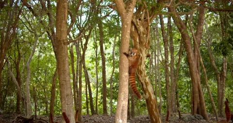 Close Up Gimbal Shot of White Nose Nosed Coati In Exotic Jungle Mexico Animal Видео 146802452