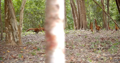 Close Up Gimbal Shot of White Nose Nosed Coati In Exotic Jungle Mexico Animal Video stock 146802483