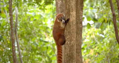 Close Up Gimbal Shot of White Nose Nosed Coati In Exotic Jungle Mexico Animal Vidéo 146802485