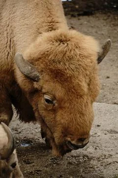Close-up of ginger American bison with thick brown fur and curved horns at Stock Photos