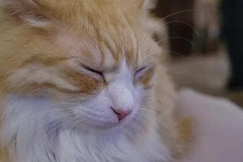 Close-up of a ginger and white cat Stock Photos