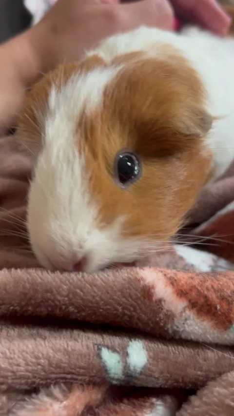 Close up of ginger and white guinea pig sniffing blanket at home Stock Footage 293854961