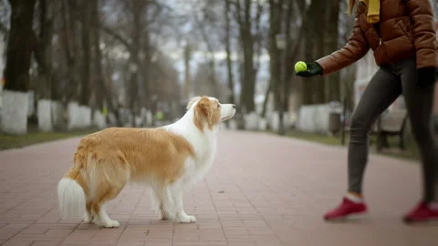 Close up of ginger border collie dog and his owner training outside the street Stock Footage 143840959
