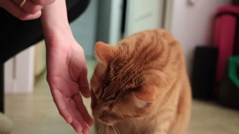 Close-up of a ginger cat being fed a treat by a human hand Stock Footage 338433741