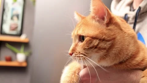 Close-up of a ginger cat being held by a person, showing its furry face and Stock Footage 338433642