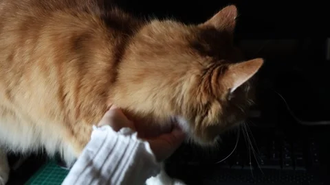 Close-Up of a Ginger Cat Being Petted on a Desk Stock Footage 337443629