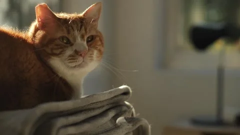 Close up of a Ginger cat blinking slow motion 4K Stock Footage 252230282