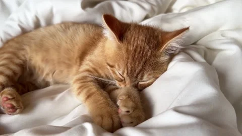 Close-up Ginger cat child with his muzzle in his paws sleeping in white bedding Stock Footage 316608000