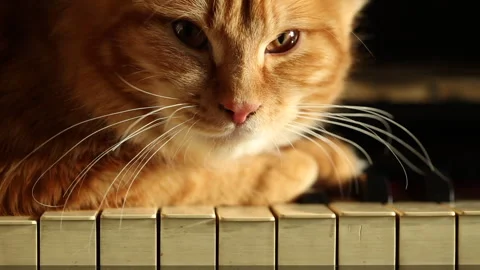 Close up ginger cat, cute resting on piano key. red striped color Stock Footage 240945984