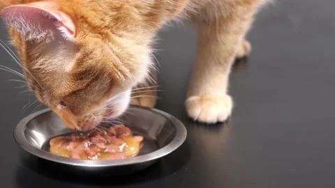 Close-up ginger cat eating cat food from a bowl Stock Footage 155899824