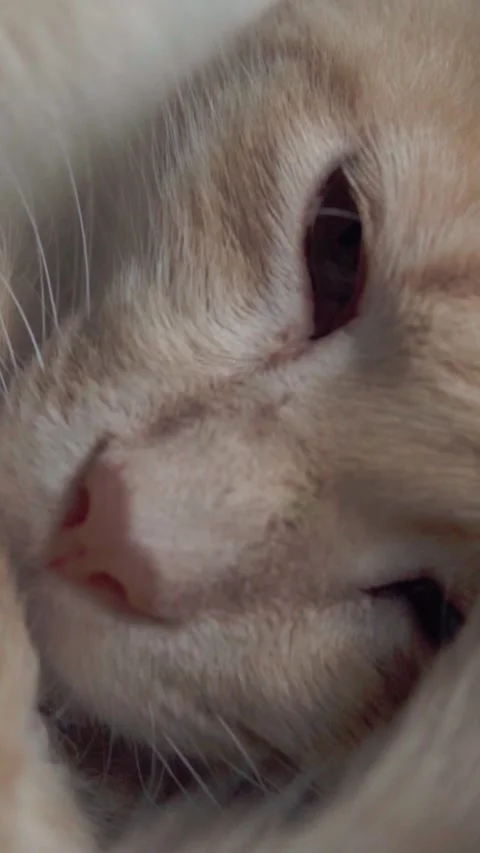 Close Up of Ginger Cat Face With Calm Eyes Looking at Camera Stock Footage 340799632