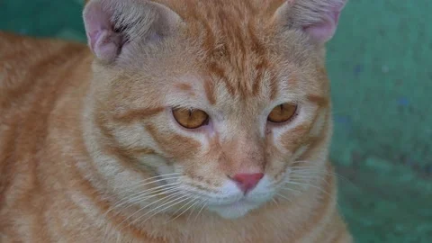 Close Up Ginger Cat 스톡 동영상 238888022