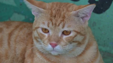Close Up Ginger Cat 스톡 동영상 238888326
