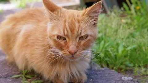 Close-up of Ginger Cat 스톡 동영상 293195377