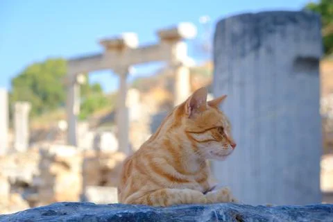 Close-up of Ginger Cat in Front of Ephesus Ruins, Seluk Stock Photos
