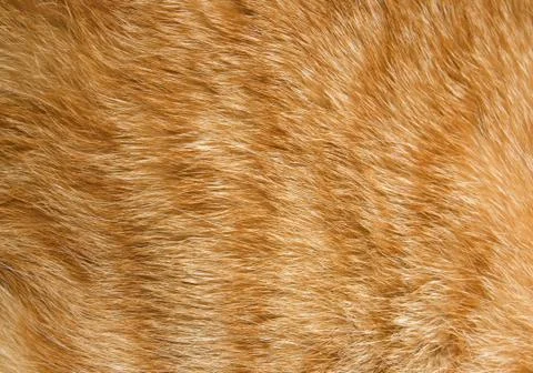 Close-up of ginger cat fur for texture or background Stock Photos