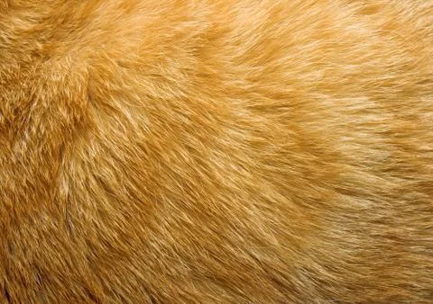 Close-up of ginger cat fur for texture or background Stock Photos