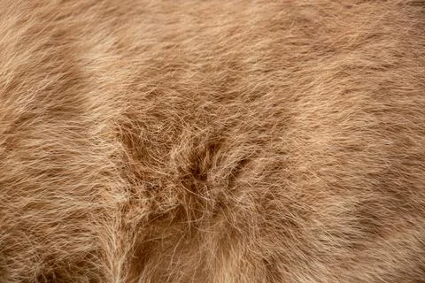 Close-up of ginger cat fur, like texture Stock Photos