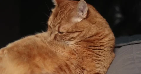 Close-up of a ginger cat grooming its fur on a dark background Stock Footage 339067221