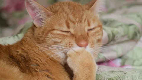 Close-up of ginger cat licking her paw, washing with its tongue. Domestic animal Stock Footage 269121954