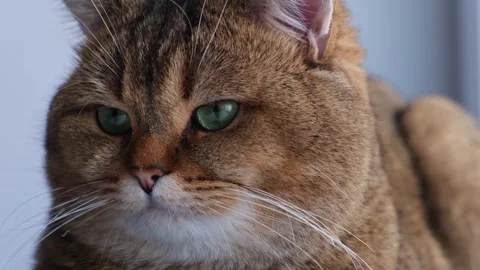 Close-up of a ginger cat looking around. 스톡 동영상 259635287