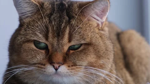 Close-up of a ginger cat looking around. Vídeo Stock 260218713