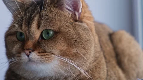 Close-up of a ginger cat looking around. 스톡 동영상 262420970