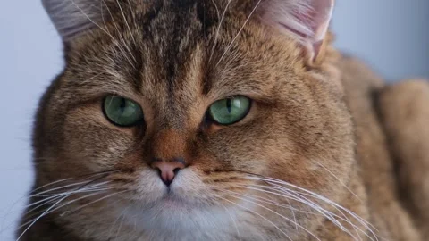 Close-up of a ginger cat looking around. 스톡 동영상 276147490