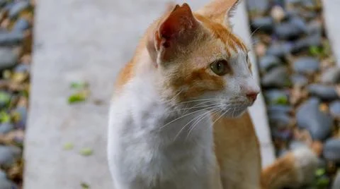 Close up of ginger cat looking around Stock Photos