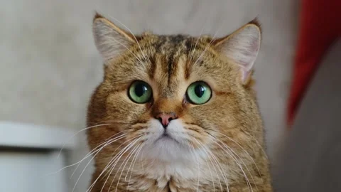 Close-up of a ginger cat looking at camera. Stock-Footage 270213592