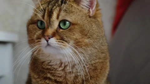 Close-up of a ginger cat looking at camera. Stock Footage 271221486