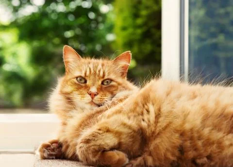 Close-up of a ginger cat lying on the floor by the patio door Stock Photos