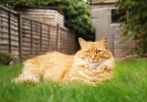 Close up of a ginger cat lying on grass in the back yard Stock Photos