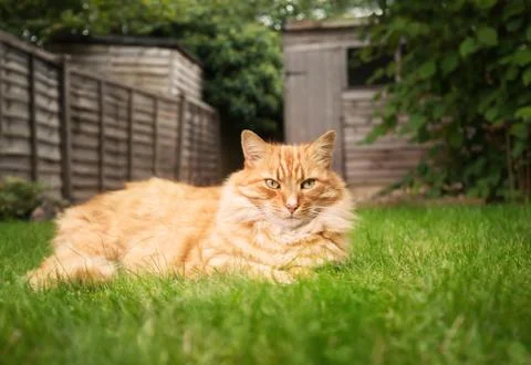 Close up of a ginger cat lying on grass in the back yard Stock Photos