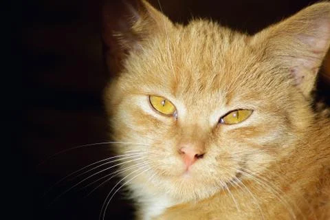 Close-up of ginger cat Stock Photos