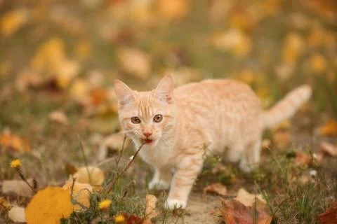 Close-Up of ginger cat Stock Photos