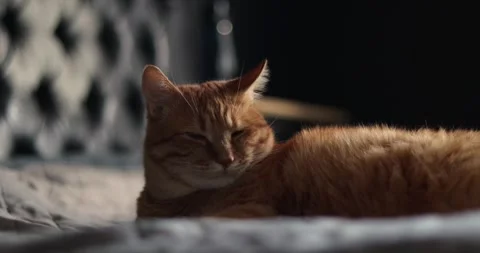 Close-up of a ginger cat resting comfortably on a soft surface indoors Stock Footage 339068228