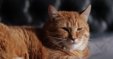 Close-up of a ginger cat resting comfortably on a soft surface Stock Footage 339069332