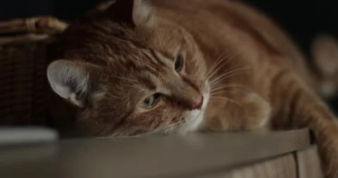 Close-up of a ginger cat resting peacefully on a wooden surface Stock Footage 339066715