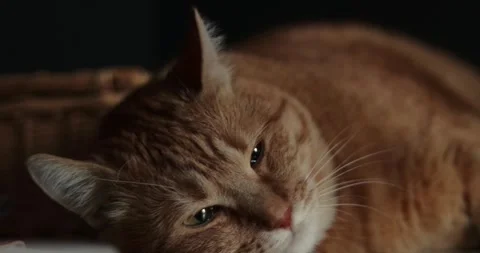 Close-up of a ginger cat resting peacefully with its eyes partially closed Stock Footage 339066770