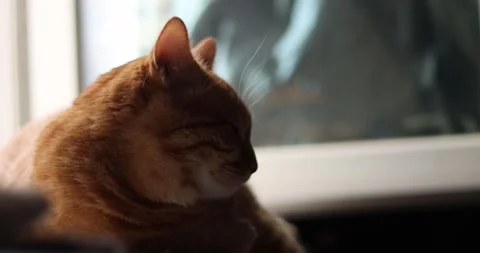 Close-up of a ginger cat resting peacefully near a window with soft natural Stock Footage 339068789