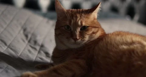Close-up of a ginger cat resting on a quilted surface with soft lighting Stock Footage 339068397