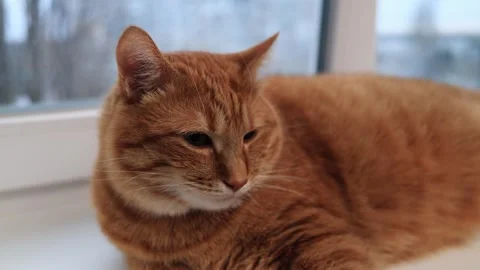 Close-up of a ginger cat resting by a window with a soft, blurred background Stock Footage 338433555