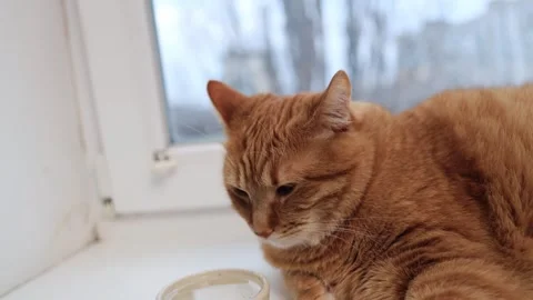 Close-up of a ginger cat resting by a window with a water bowl nearby Stock Footage 338433573