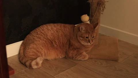 Close-up of a ginger cat resting on a wooden floor near a scratching post Stock Footage 338431397