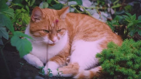 Close up Ginger Cat shot, Beautiful cat relaxes in the jungle Stock Footage 241880559